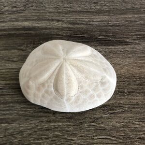 Large White Coastal Sand Dollar